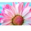 Pink Sunflower 5D DIY Paint By Diamond Kit