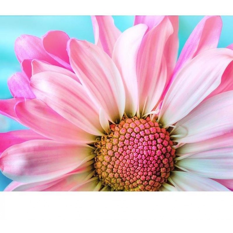 Pink Sunflower 5D DI...