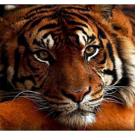 Majestic Tiger 5D DIY Paint By Diamond Kit