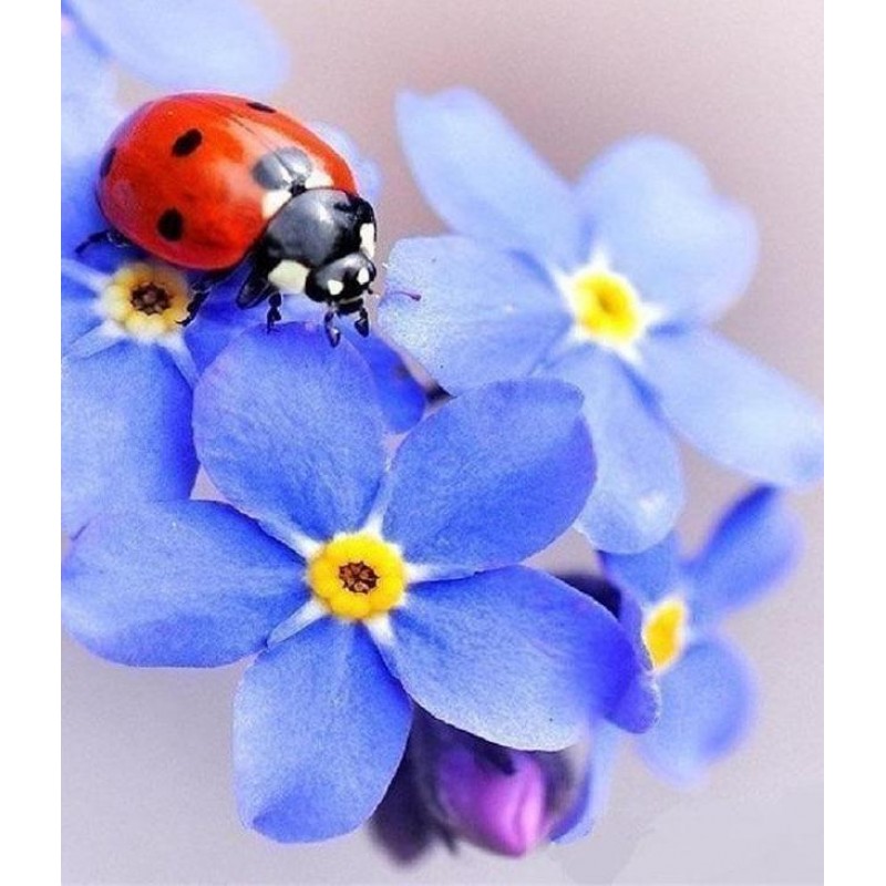 Ladybug 5D DIY Paint...