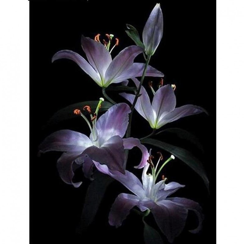 Purple Lily 5D DIY P...