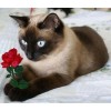 Cat Holding A Rose 5D DIY Paint By Diamond Kit