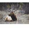 Elk 5D DIY Paint By Diamond Kit