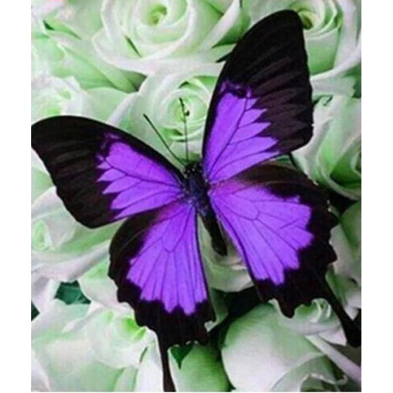 Purple Butterflies 5...