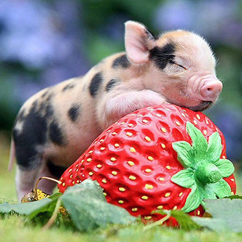 Pig & Strawberry...