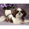 Cute Dog Portrait 5D DIY Paint By Diamond Kit