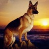 German Shepherd  5D DIY Paint By Diamond Kit