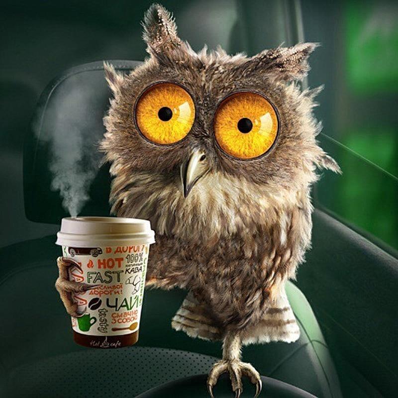 Owl Drinking Coffee ...