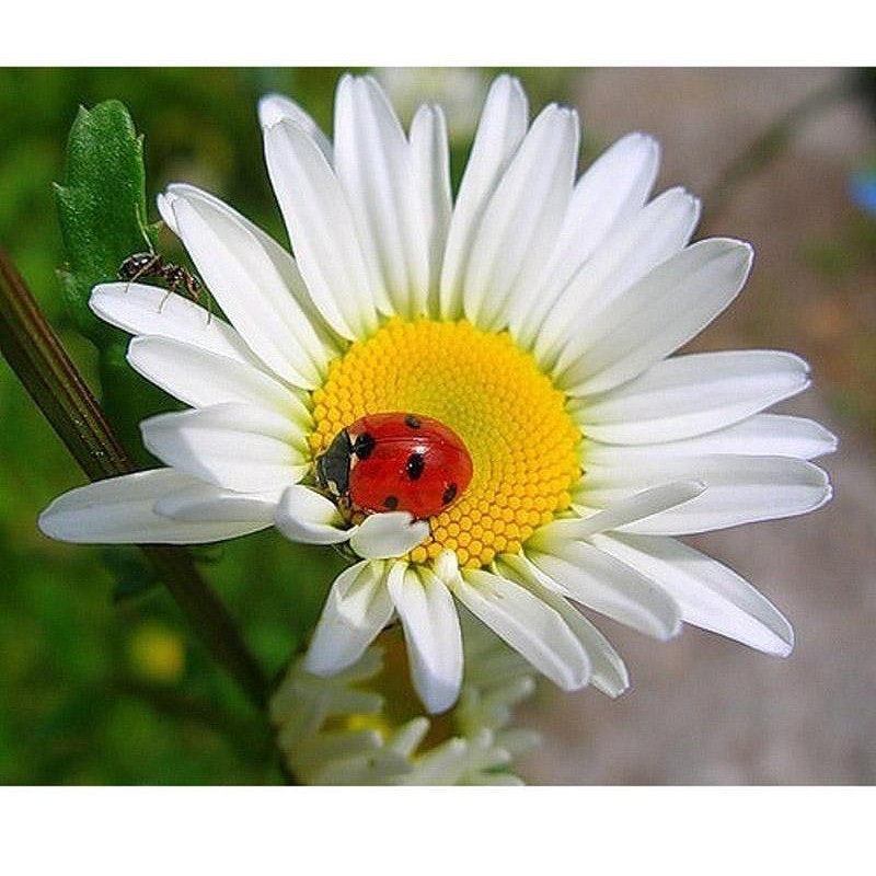 Flower & Ladybug...