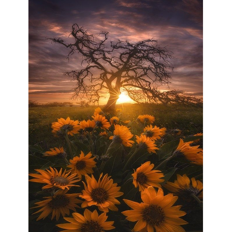 Sunflower In The Sun...