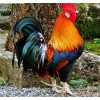 Colorful Rooster 5D DIY Paint By Diamond Kit